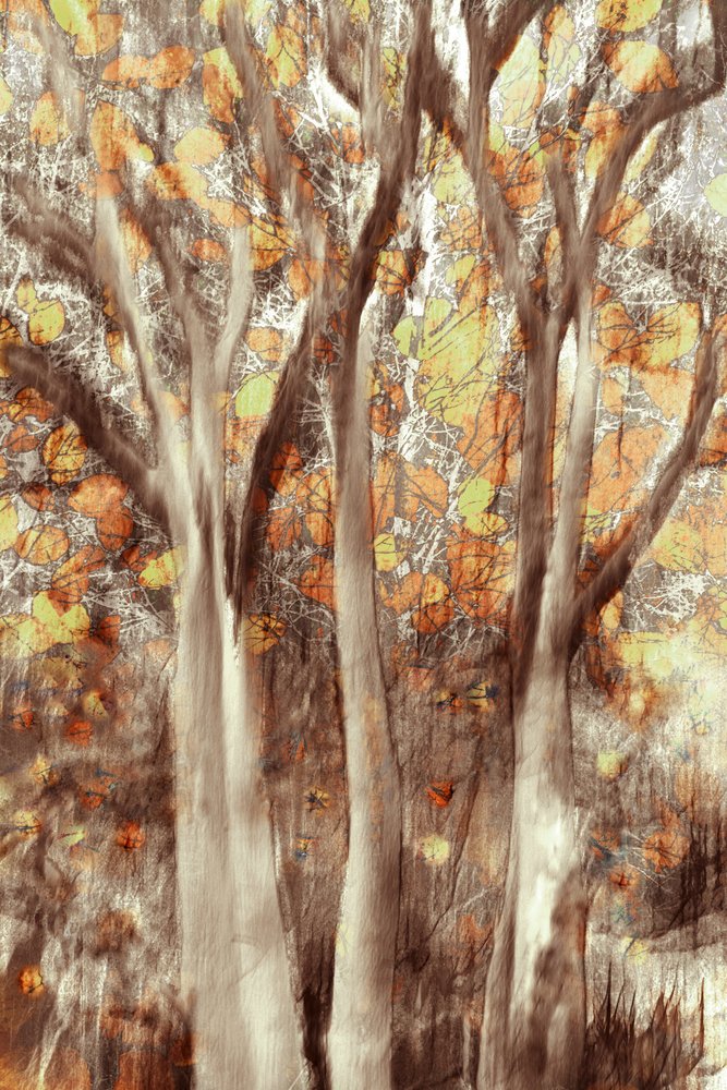 Forêt d
