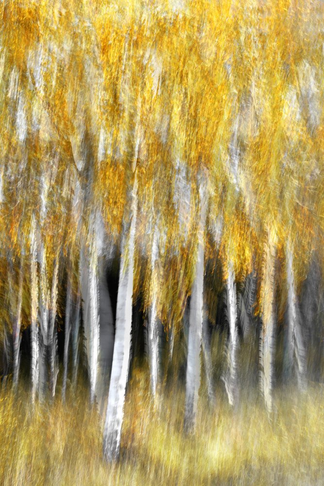 Forêt d