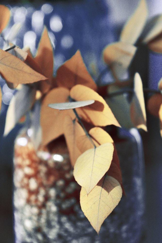 Feuilles d