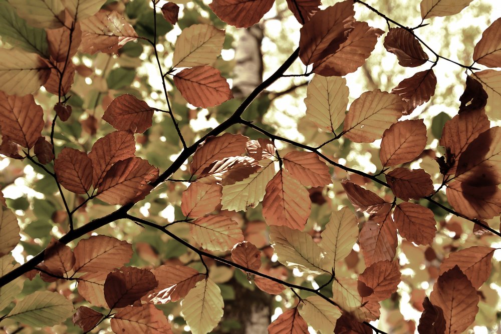 Feuilles d