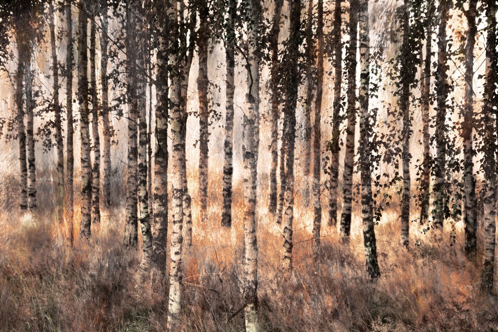  - Christina Sillen