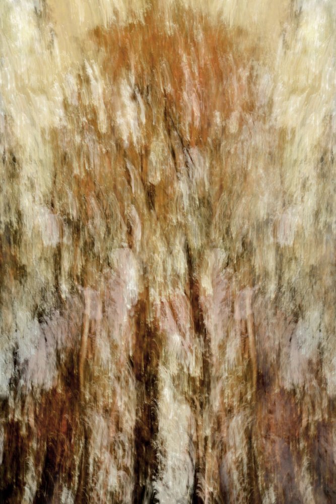 Impression de la forêt dorée - Christina Sillen