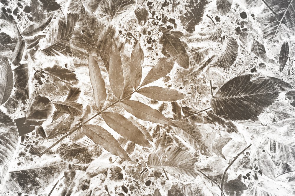 Motif de feuilles inversées - Christina Sillen