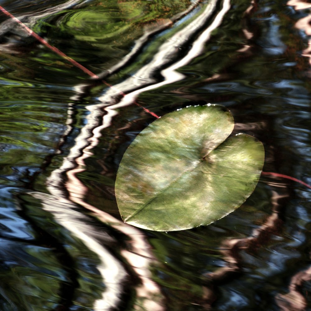 Reflets sur les nénuphars - Christina Sillen