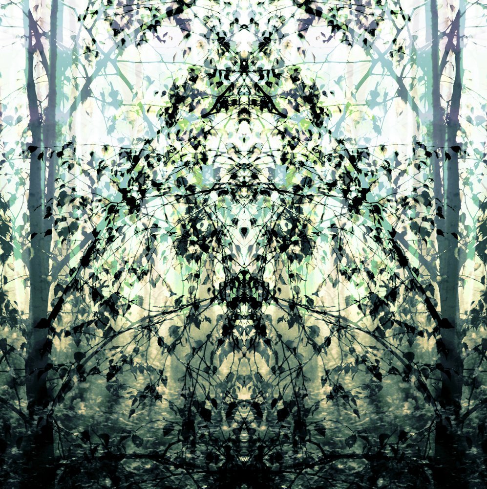 Le rêve de la forêt en miroir - Christina Sillen