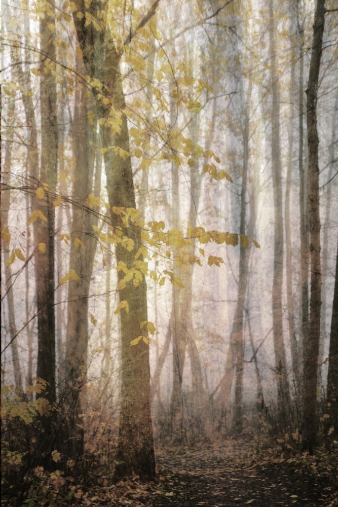 Sentier brumeux d