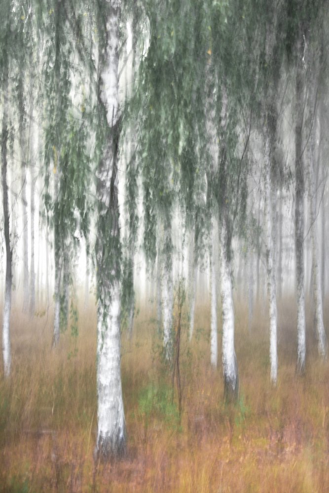 Forêt de bouleaux brumeuse - Christina Sillen