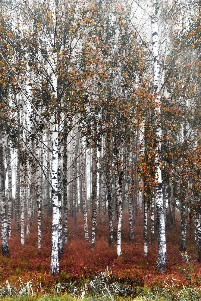 La forêt de bouleaux brumeuse - Christina Sillen