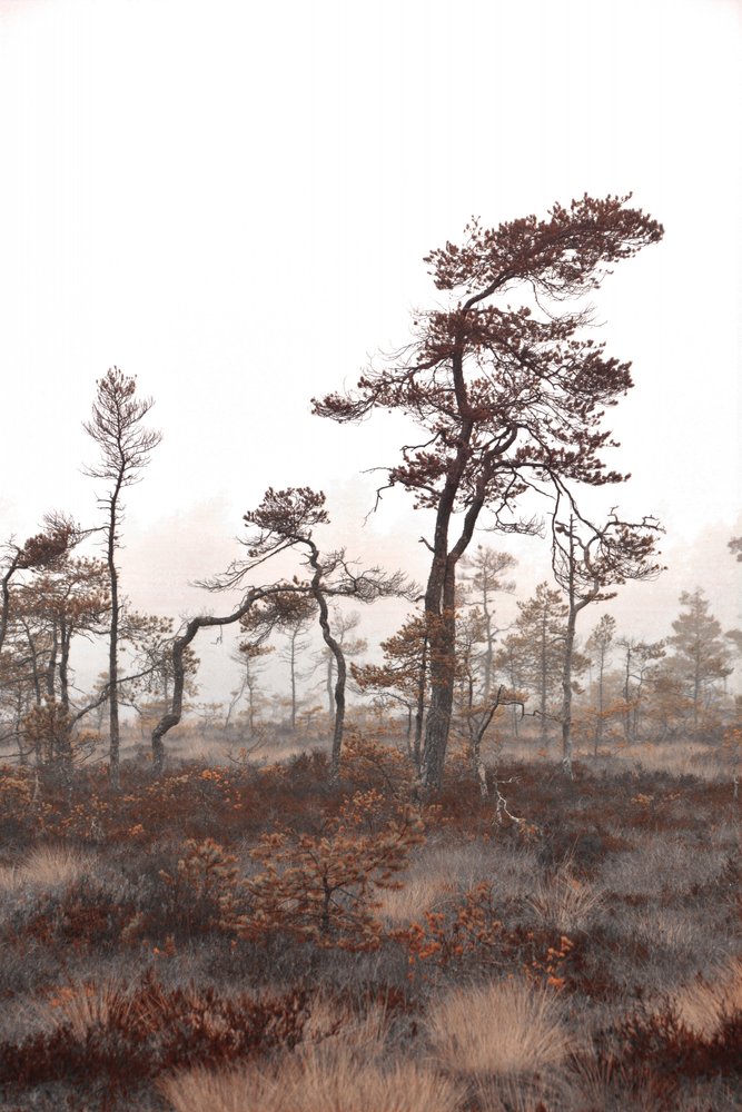 Les arbres de Misty Bog - Christina Sillen