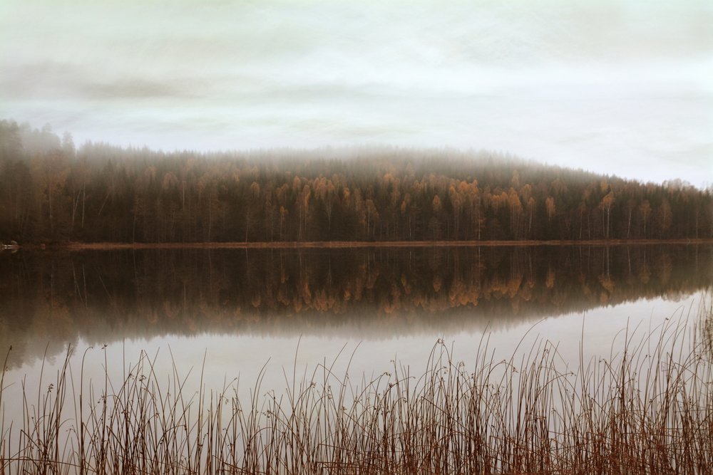Reflets dans la forêt brumeuse - Christina Sillen