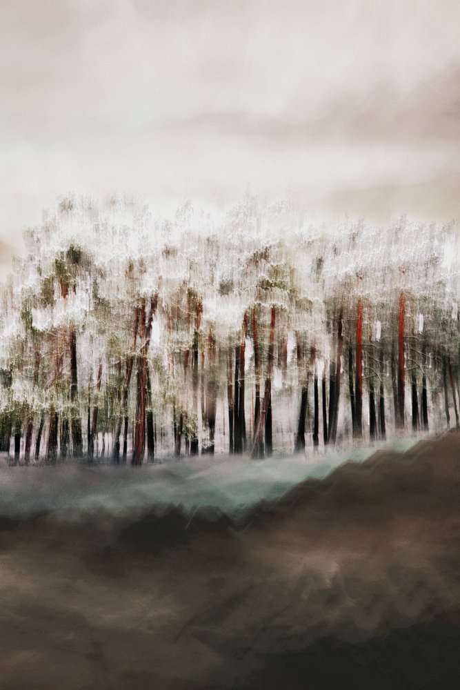 La sérénité de la forêt brumeuse - Christina Sillen