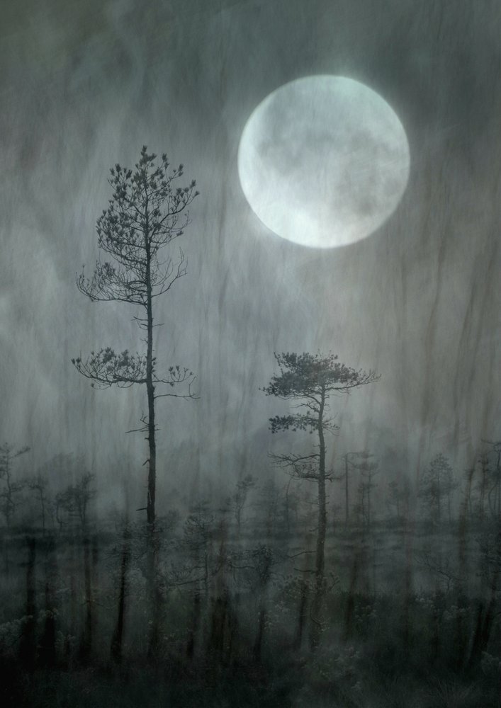 La forêt de Misty Moon - Christina Sillen