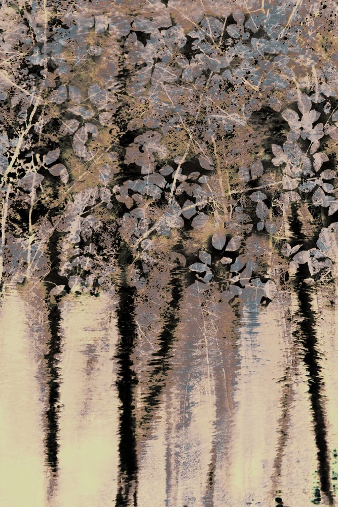Réflexions sur la forêt de Moody - Christina Sillen