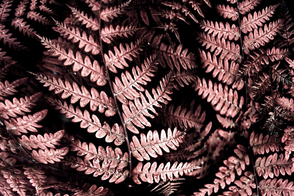 Fougères rose tendre - Christina Sillen