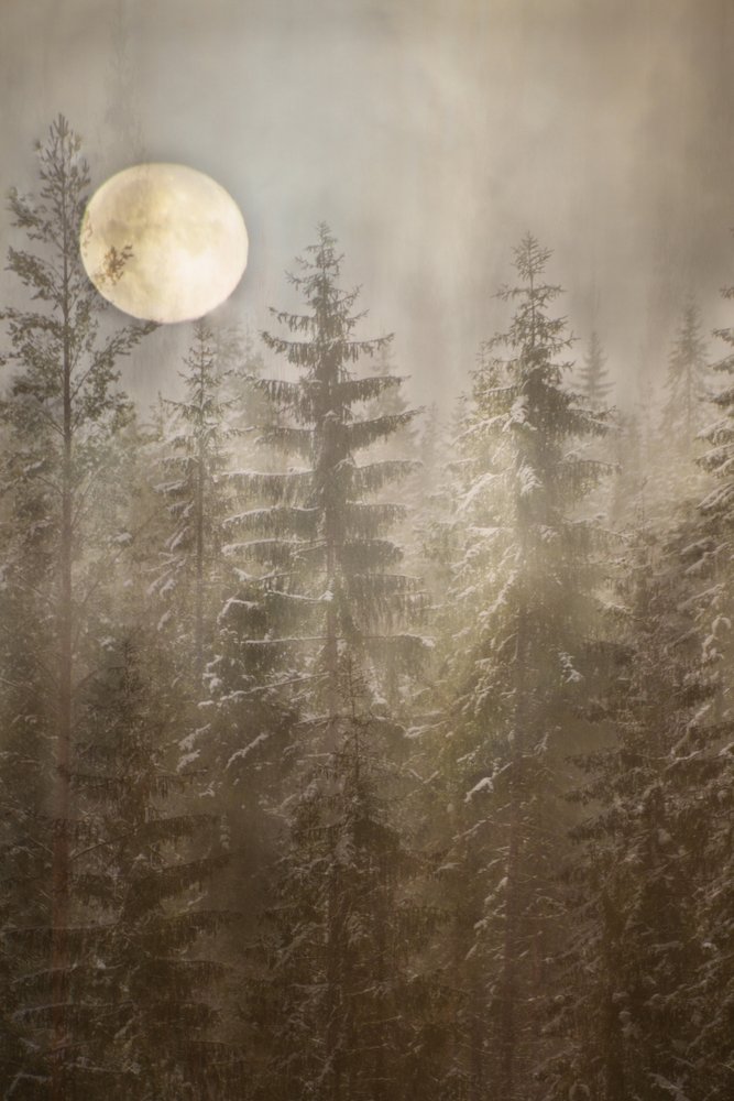 Une forêt hivernale au clair de lune - Christina Sillen