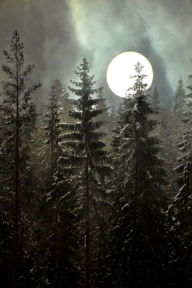 Forêt d