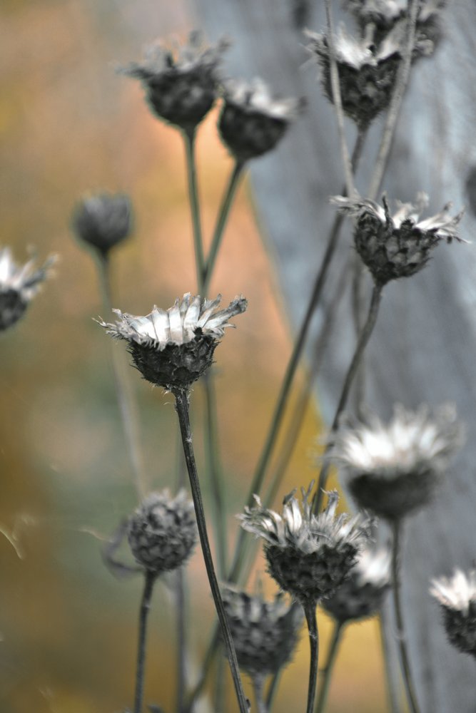 Chardons des jardins - Christina Sillen
