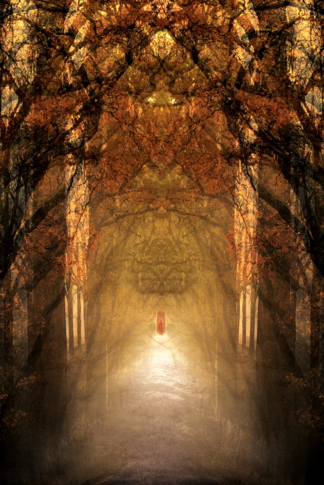 Le tunnel de la forêt mystique - Christina Sillen