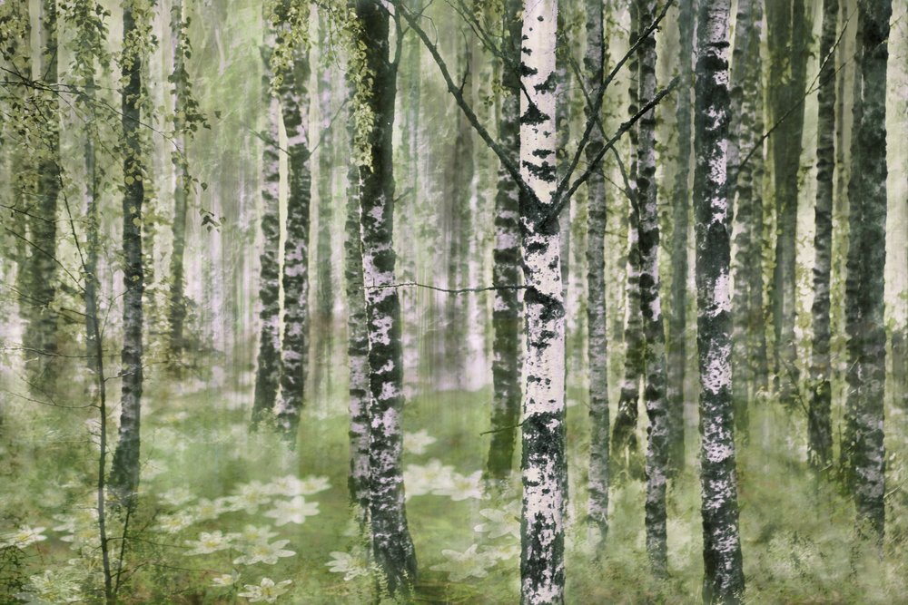 Une forêt de bouleaux paisible - Christina Sillen