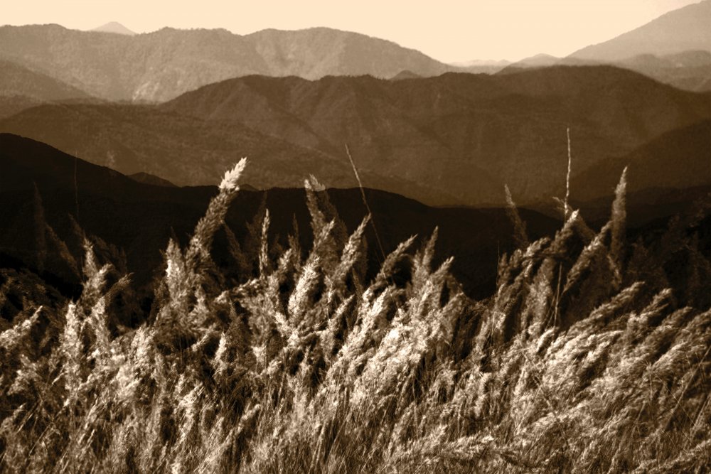 Herbe de la Montagne Sépia - Christina Sillen