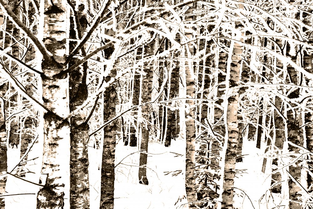Forêt de bouleaux enneigée - Christina Sillen