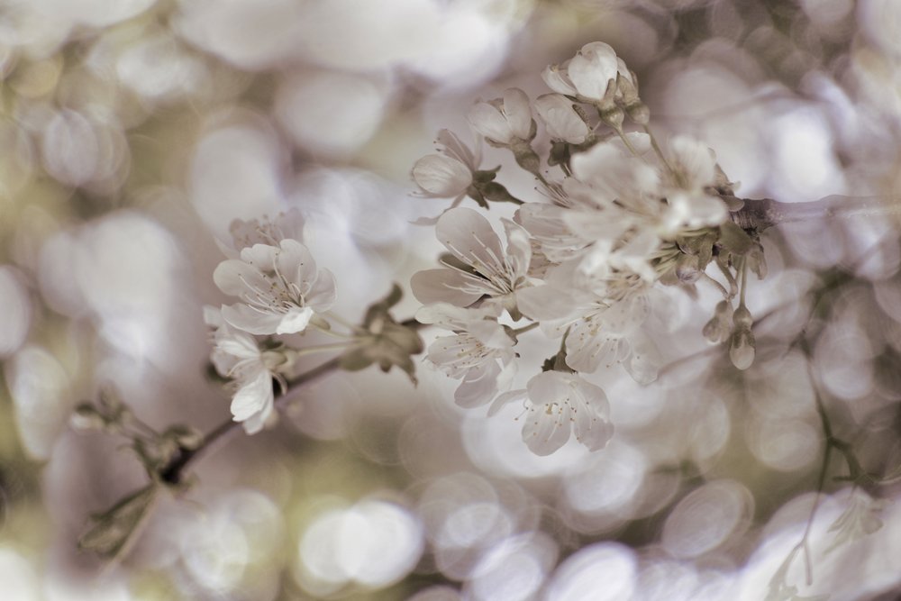 Fleurs printanières délicates - Christina Sillen