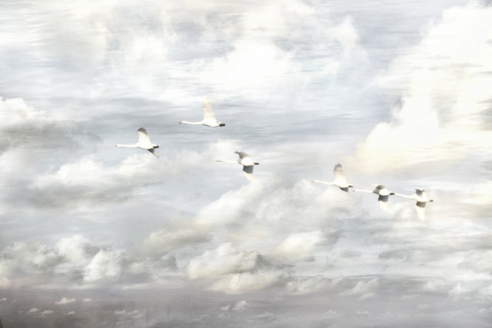 Des cygnes en vol - Christina Sillen