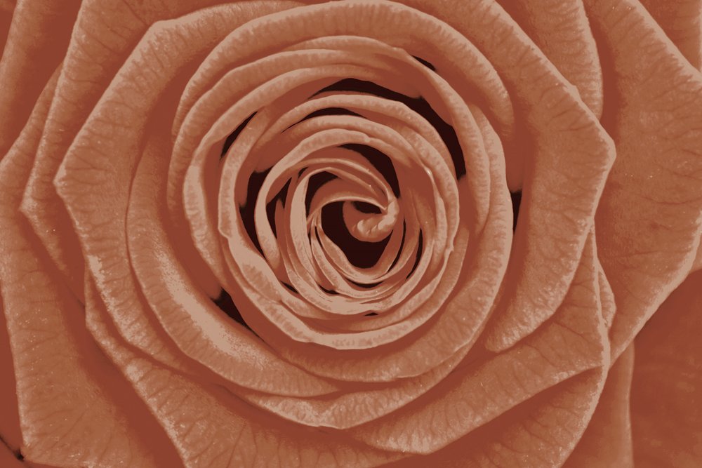 Détail de la rose en terre cuite - Christina Sillen