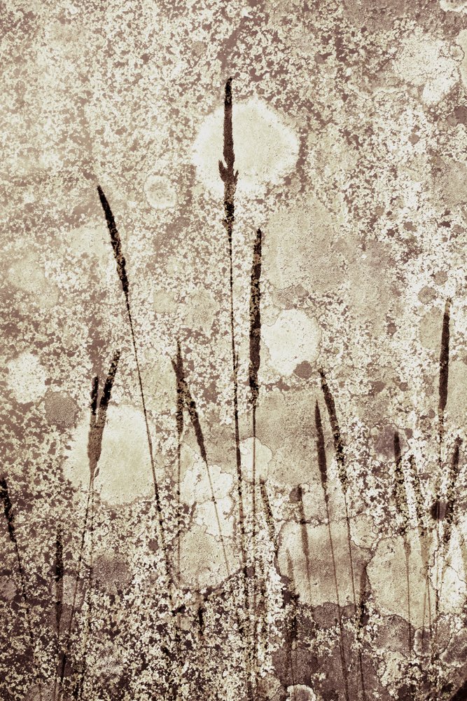 Herbe sauvage texturée - Christina Sillen