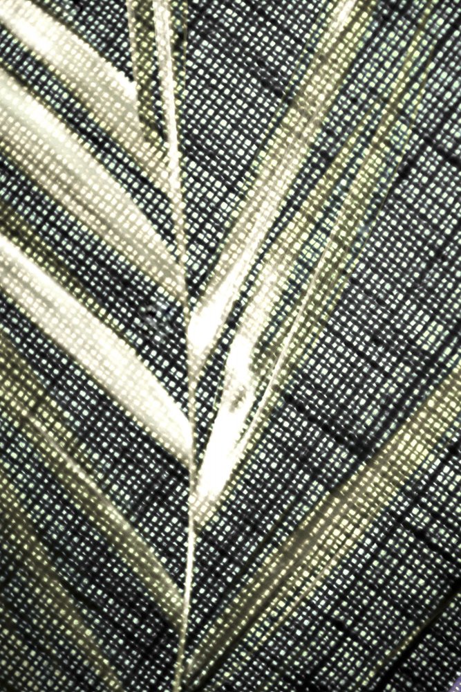 Texture de feuille translucide - Christina Sillen