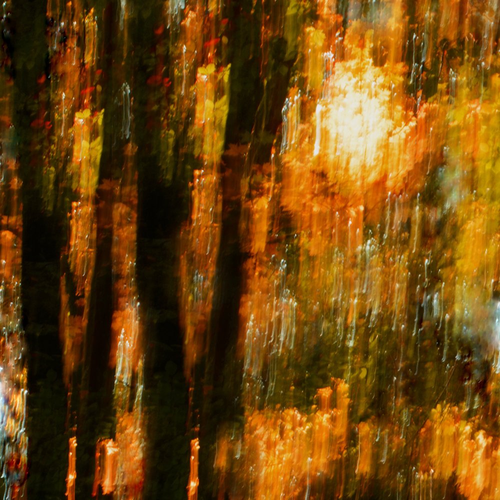 Les arbres aux couleurs chatoyantes de l