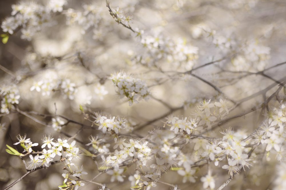 Fleurs blanches du printemps - Christina Sillen