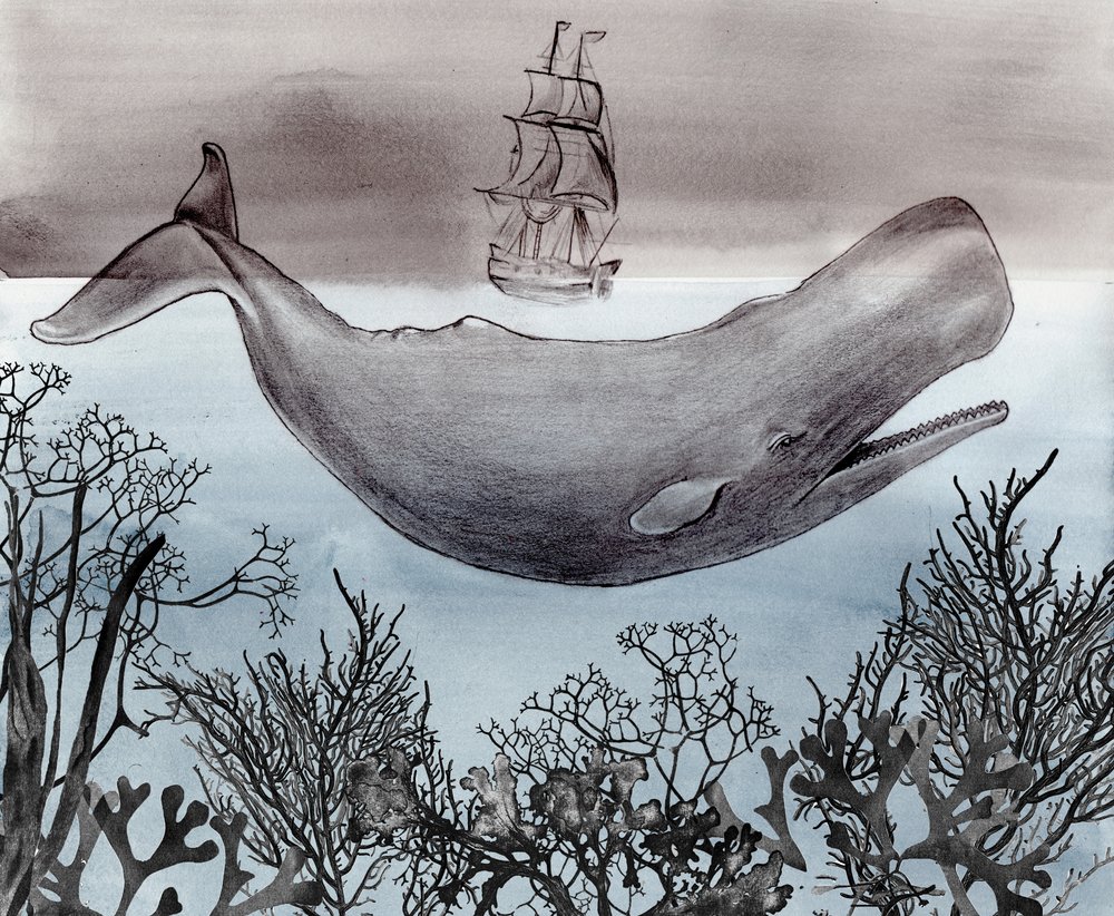 Navire de recherche sur les baleines en haute mer - Christine Lindstrom