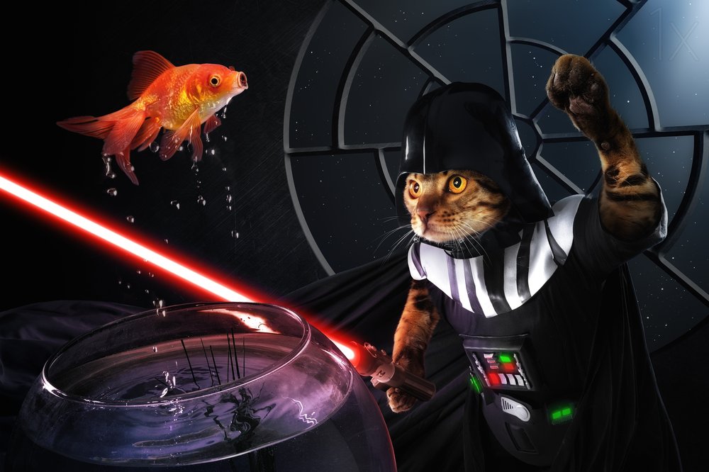 La bataille galactique des poissons de Cat - Christophe Kiciak