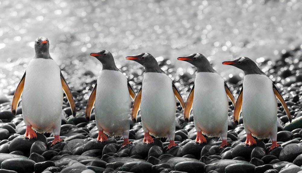 Cinq pingouins curieux - Chuanxu Ren