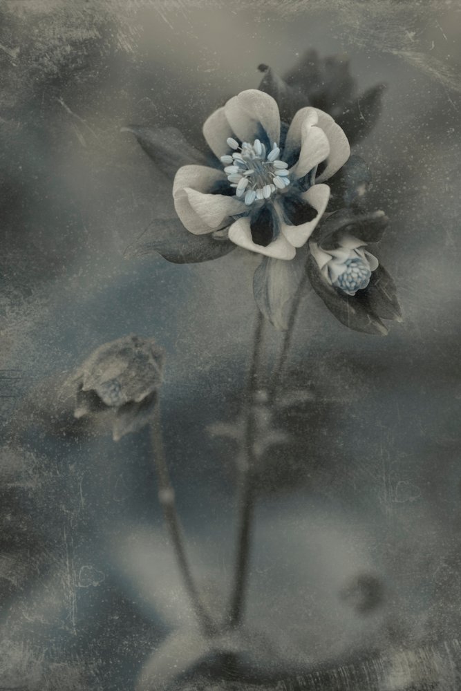 Floraison vintage bleue - Cicek Kiral