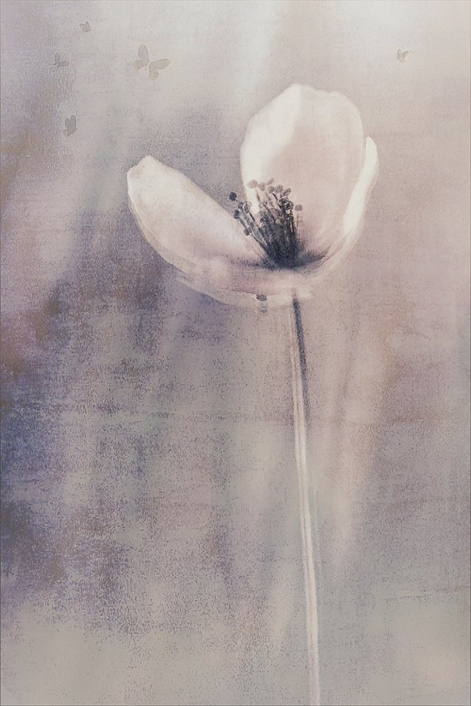 Délicate floraison de papillons - Cicek Kiral