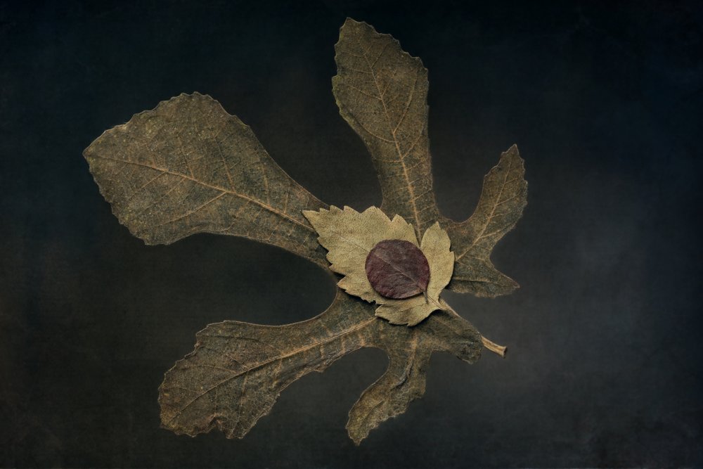Nature morte aux feuilles séchées - Cicek Kiral