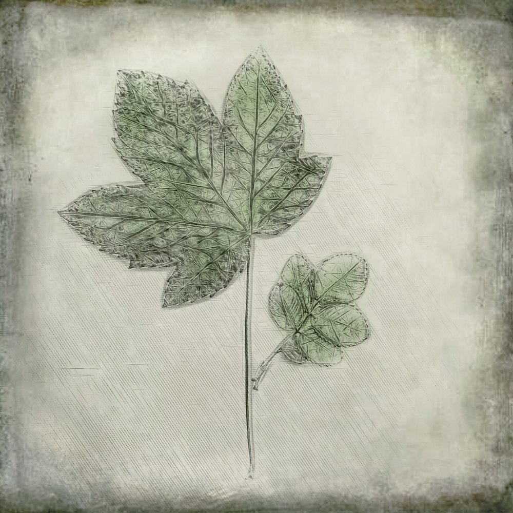 Élégantes feuilles vertes - Cicek Kiral