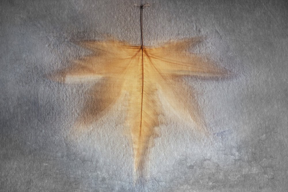 Feuille d