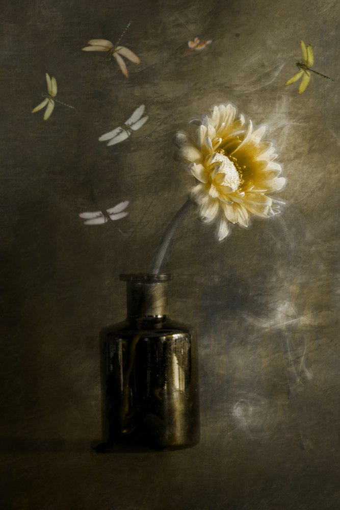Libellules « Golden Bloom » - Cicek Kiral