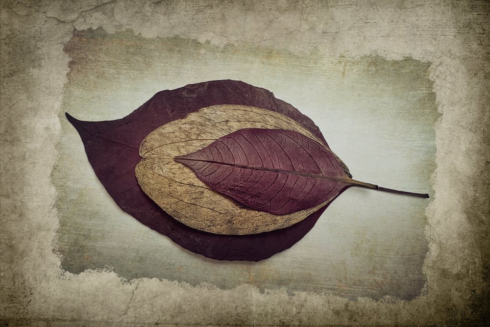 Feuilles d