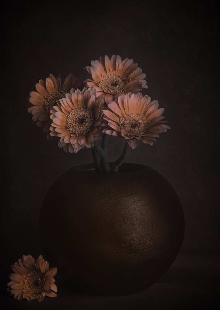 Gerberas « Moody Peach » - Cicek Kiral