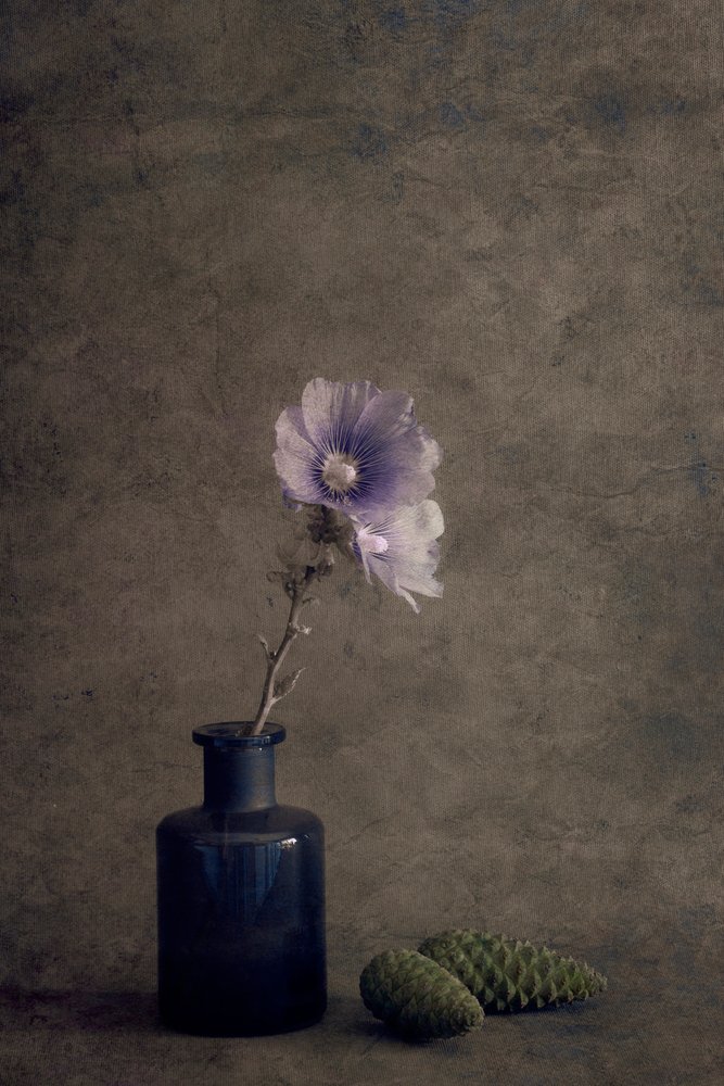Nature morte botanique sereine - Cicek Kiral