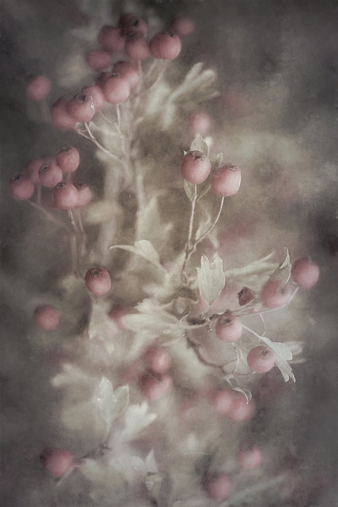 Aubépine rose tendre - Cicek Kiral