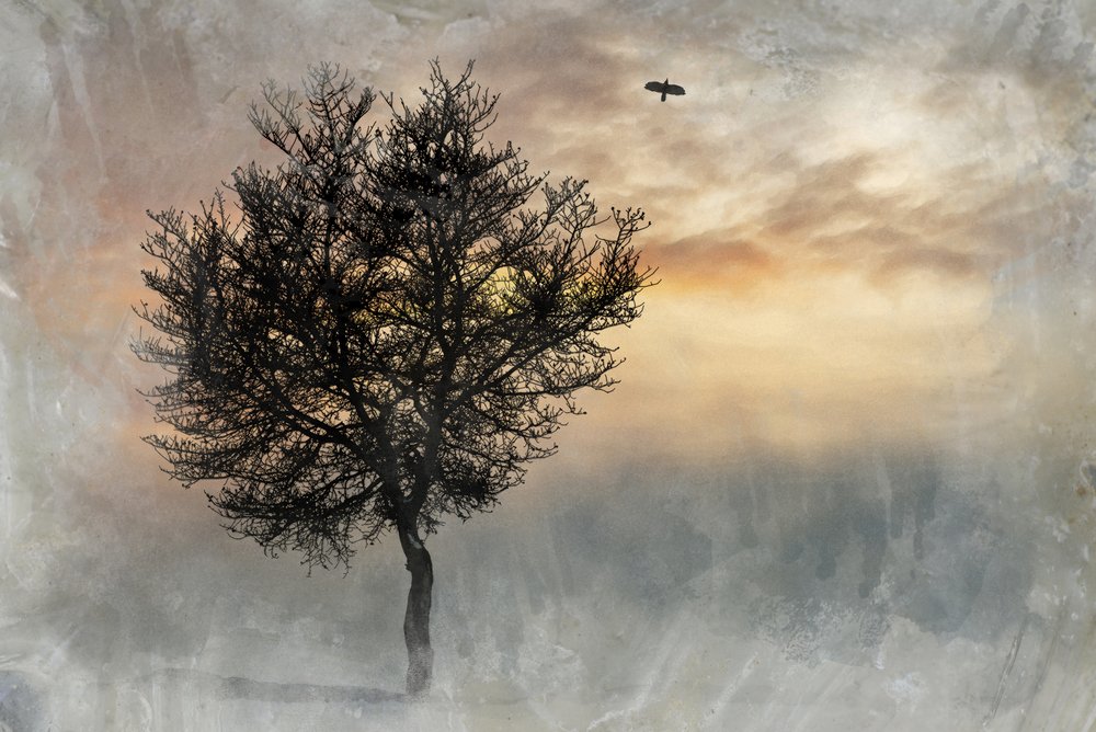 Lone Tree, un lieu spectaculaire - Codruta Georgescu