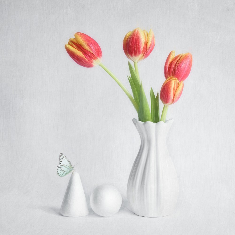 Tulipes de printemps et papillon - Cristiano Giani