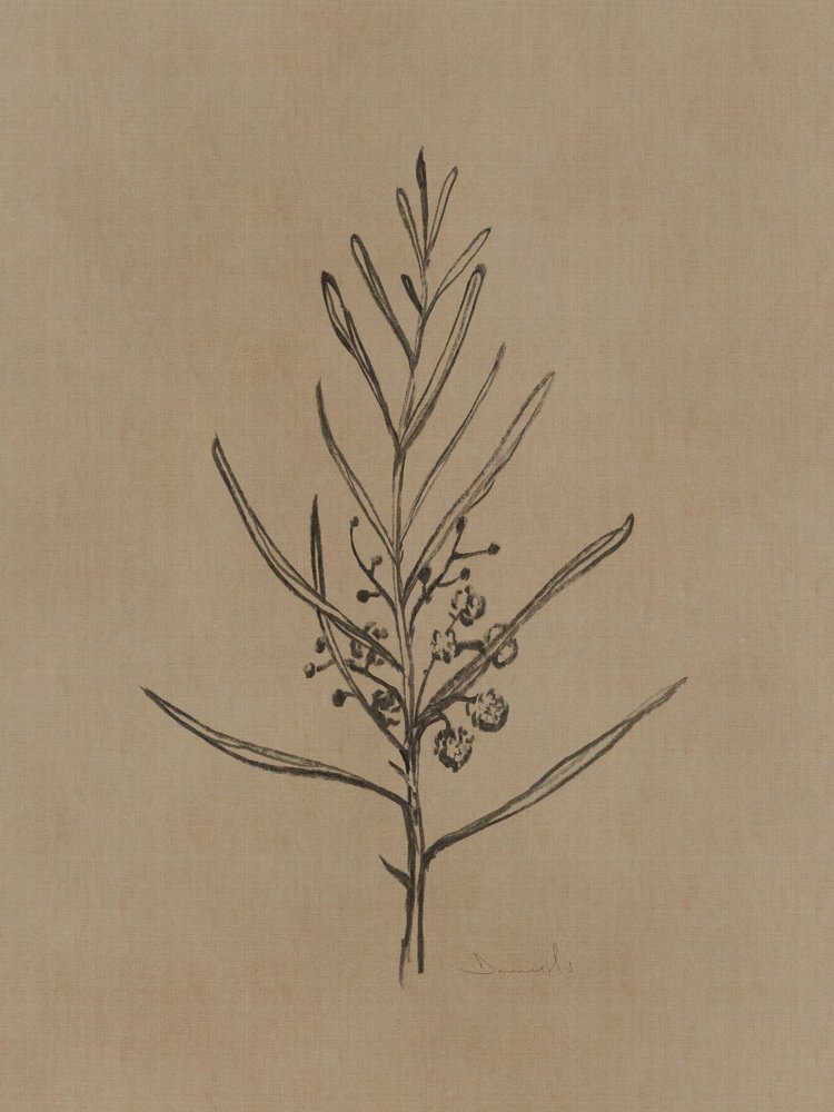 Jeune arbre de Blackwood - Dan Hobday