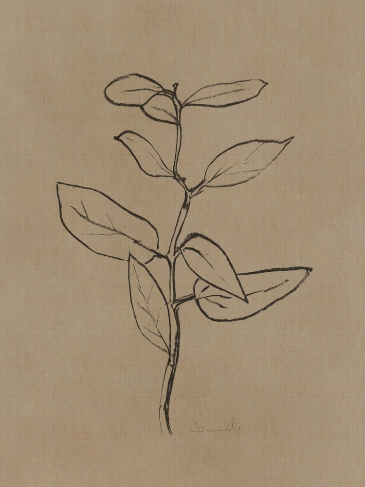 Jeune eucalyptus - Dan Hobday