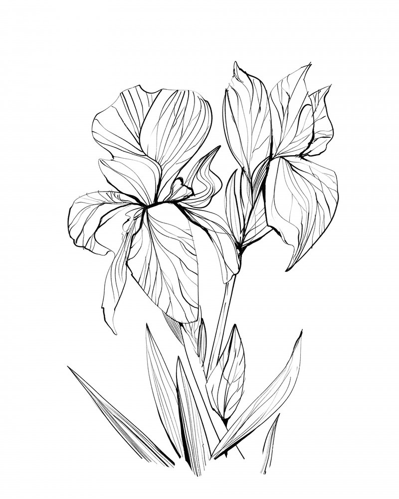 Iris - Dan Hobday